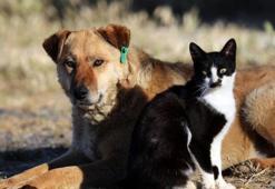 Hayvanları koruma kanunu çıktı mı? Hayvanları Koruma Kanunu maddeleri nelerdir, içeriği ve idari cezalar