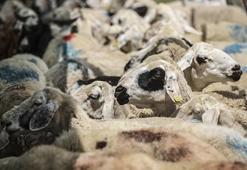 TSK Mehmetçik Vakfı vekaletle kurban kesim bedeli ne kadar? TSK Mehmetçik Vakfı vekaletle kurban başvuru linki!