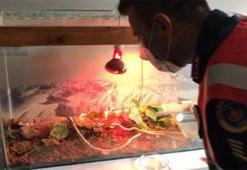 Yasa dışı hayvan kaçakçılarına operasyon!