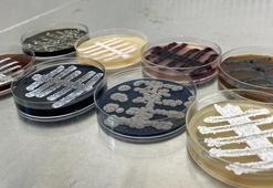 Antibiyotik kaynağı olma özelliğine sahipler! 60 yeni tür bakteri...