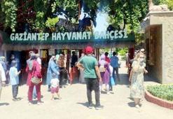 Hayvanat bahçesinde aslan alarmı!