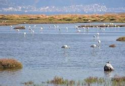 İzmir'de aralarında flamingoların bulunduğu bazı kuşlar ölü bulundu