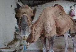 Kurbanlık deve fiyatları 25 bin lirayı buldu