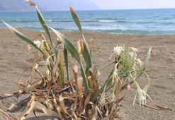 Çiçek açmaya başladı! Koparmanın cezası 80 bin TL