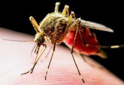 Sivrisinek alarmı! İstanbul, İzmir, Bursa... Çok tehlikeli