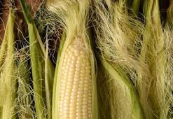 Mısır püskülünün faydaları neler? Mısır püskülü çayı zayıflatır mı?