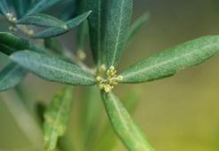 Zeytin yaprağının faydaları nelerdir? Zeytin yaprağı neye iyi gelir, nasıl tüketilmelidir?