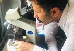Romanya'daki ceviz zararlısını Türk bilim insanları tespit etti