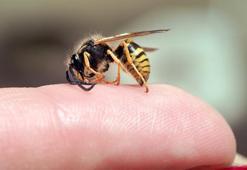 Arı sokması ölüme neden olur mu?