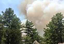 Kütahya'da orman yangını!