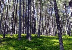 Yasak kararı! Tek tek açıklandı, en az 15 gün...