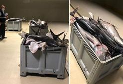 İstanbul'da yasak dönemde avlanan 1,6 ton orkinosa el konuldu