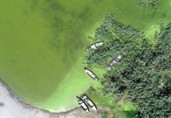 Uluabat Gölü'nde alg patlaması! Yeşile büründü