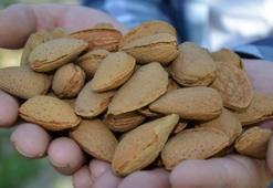 Bademin faydaları nelerdir? Badem neye iyi gelir, ne kadar tüketilmelidir?