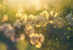 Polenin faydaları nelerdir? Polen neye iyi gelir, ne kadar tüketilmelidir?