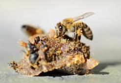 Propolis faydaları nelerdir? Propolis neye iyi gelir, ne kadar tüketilmelidir?