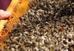 Arılar olmazsa ne olur, arılar yok olursa ne olur? Arılar neden önemli?