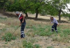 Et yerken görüntülendi, 20 santim boyunda! 'Şaştık kaldık'
