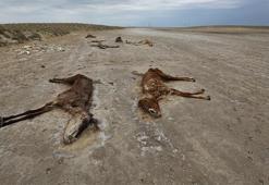 Tüm dünya felaketlerle sallanıyor! Binlercesi öldü! Kıyamet alameti...