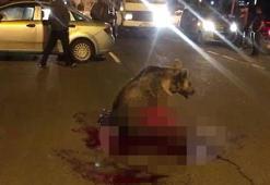 Kars'ta korkunç görüntü! Boz ayı kanlar içinde...