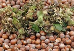 Fındık fiyatı ile ilgili flaş açıklama!