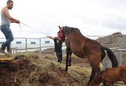 Skandal! Hamile atları kesmeye götürdüler