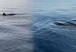 Türkiye'de ilk kez görüldü! Ne olduğunu anlamadılar, denizde yüzerken...