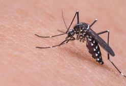 Böcek ısırması sonrası görülüyor! Hayati risklere neden oluyor!