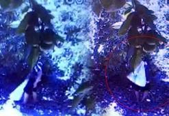 Yeniden ortaya çıktılar! Özellikle bu dönemi bekliyorlar