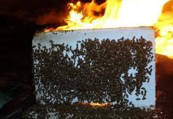 Yangın kovanlara sıçradı, binlerce arı kurtarılamadı