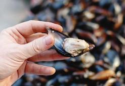 Yengeç, ıstakoz, karides, kalamar, midye, kurbağa gibi deniz ürünleri haram mı?