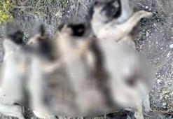 Ankara'da yan yana dizilmiş köpek ölüleri bulundu