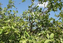 Limon yerine dikti! Türkiye'nin her yerine gönderiyor, kilosu 5 TL...