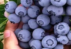 Yaban mersini ne kadar tüketilmeli? Yaban mersini ne kadar tüketilmeli, zararları nelerdir?