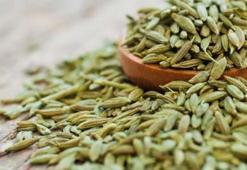 Emziren anneler ne kadar rezene çayı tüketmeli?