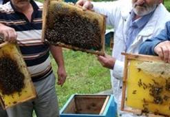 Kilosu 1200 lira! Almak için bir önceden sıraya giriyorlar