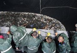 Balık avı yasağı sona erdi balıkçılar endişeli: Deniz kış boyunca soğumuyor...