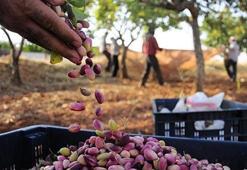 Antep Fıstığında yüksek fiyat tehlikesi!