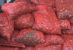 Yasadışı avlanan 6 ton midye denize bırakıldı