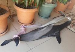 Çay bahçesinin sahiline ölü yunus balığı vurdu