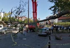 İstanbul'da ağaçlar devrildi! Korku dolu anlar yaşandı