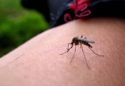 Dang humması nedir, Türkiye'de var mı? Dang humması ölümcül ve bulaşıcı mıdır?