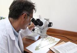 Sivas'ta yeni endemik bitki türü keşfedildi