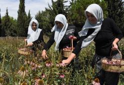 En az 25 bin lira kazanıyorlar! Adını bile bilmiyorlardı, şimdi yılda 5 kez para alıyorlar