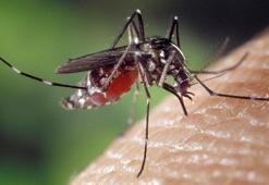 Bilim insanlarından ortak çalışma! Asya kaplan sivrisineği...