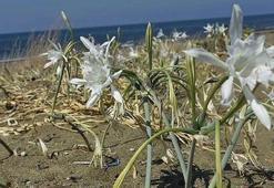 Bunu yapan yandı! 80 bin lira ceza kesilecek