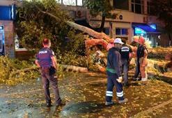 Beykoz'da tarihi çınar devrildi, sahil yolu trafiğe kapandı