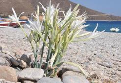 Kum zambakları açtı! Koparana 80 bin 465 lira ceza...