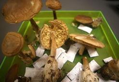 Sonbaharda ortaya çıkıyor! Çok zehirli, öldürüyor! Renk değiştiren köygöçüren...