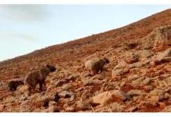 Çoban ne olduğunu anlamadı! Eşeğinin arkasına saklandı, kangallar...